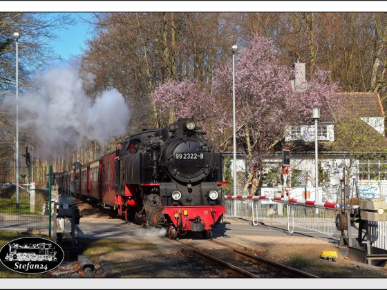 Mit dem 1. Zug des Tages aus Kühlungsborn kommend, hat 99 2322-8 den Bahnhof Heiligendamm erreicht und passiert den dortigen beschrankten Bahnübergang
